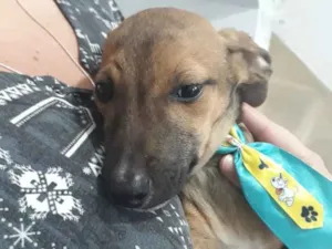 Cachorro raça Srd  idade 2 a 6 meses nome Joylson lindo bebê 