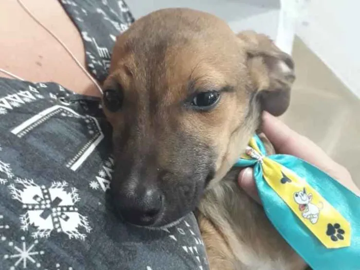 Cachorro ra a Srd  idade 2 a 6 meses nome Joylson lindo bebê 