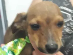 Cachorro raça Srd  idade 2 a 6 meses nome Nelson bebê fofo 