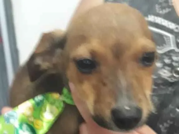 Cachorro ra a Srd  idade 2 a 6 meses nome Nelson bebê fofo 