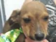 Nelson bebê fofo