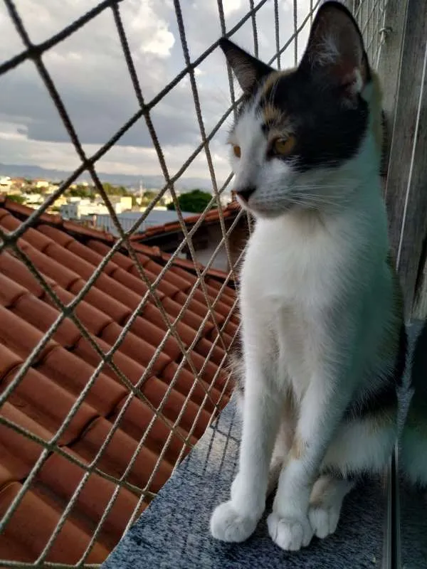 Gato raça SRD idade 2 a 6 meses nome Alexia