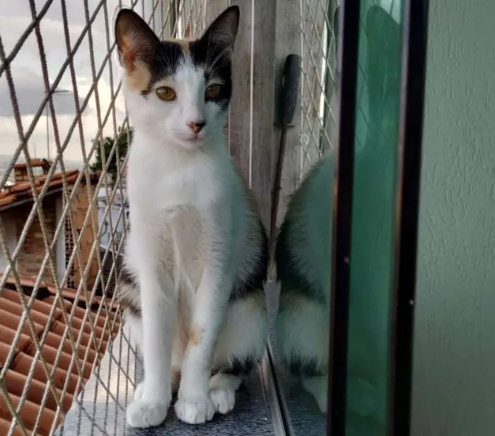 Gato raça SRD idade 2 a 6 meses nome Alexia