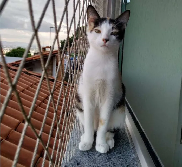 Gato raça SRD idade 2 a 6 meses nome Alexia