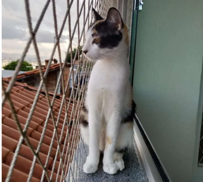 Gato raça SRD idade 2 a 6 meses nome Alexia