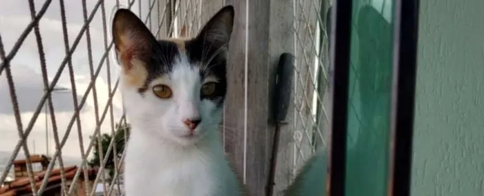 Gato raça SRD idade 2 a 6 meses nome Alexia