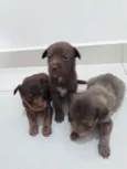 Pequeninos
