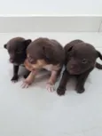 Pequeninos