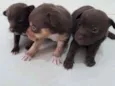 Pequeninos