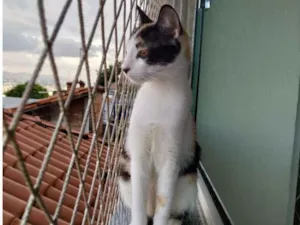 Gato raça SRD idade 2 a 6 meses nome Alexia