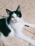 tapioca