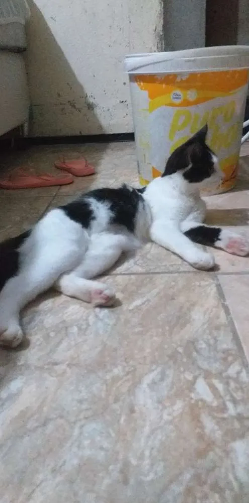 Gato ra a desconhecida idade 7 a 11 meses nome tapioca