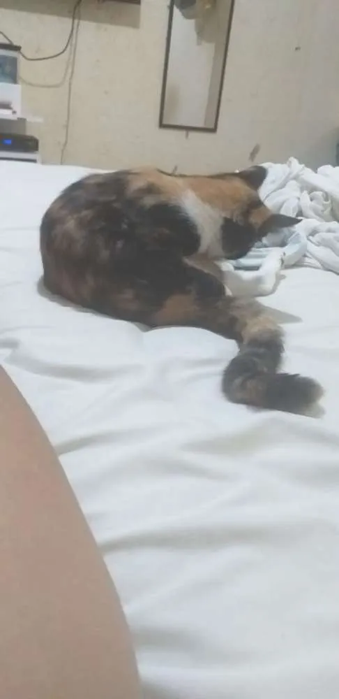 Gato ra a desconhecida idade 7 a 11 meses nome estampada