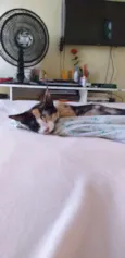 estampada