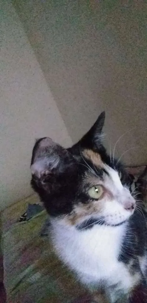 Gato ra a desconhecida idade 7 a 11 meses nome estampada
