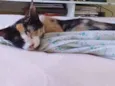 estampada