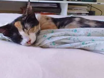 Gato ra a desconhecida idade 7 a 11 meses nome estampada