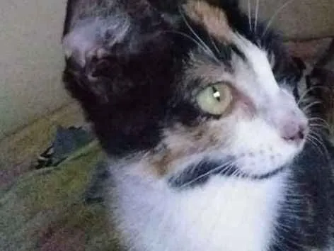 Gato ra a desconhecida idade 7 a 11 meses nome estampada