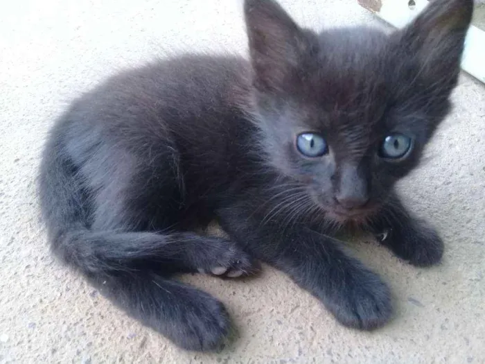 Gato ra a SRD (Sem raça definida) idade Abaixo de 2 meses nome Sem nome 