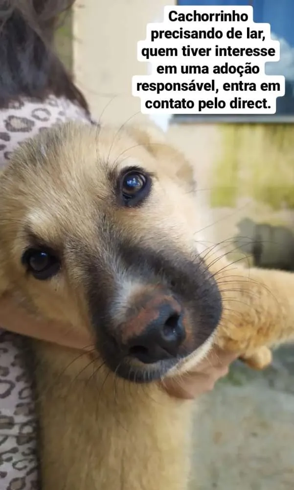 Cachorro ra a Vira-lata idade 2 a 6 meses nome Sem nome