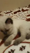 Mimo