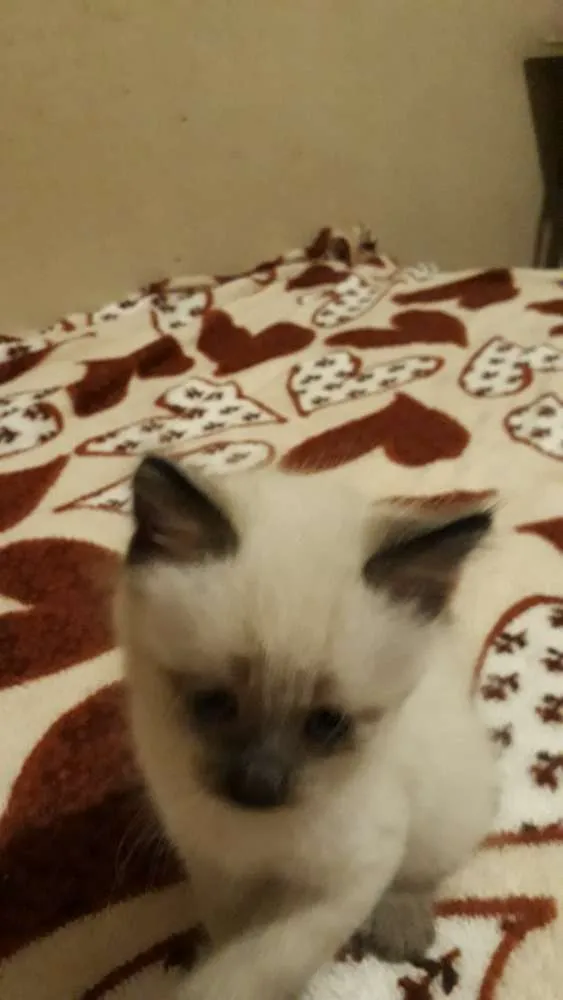 Gato ra a Mistura de siamês  idade Abaixo de 2 meses nome Mimo