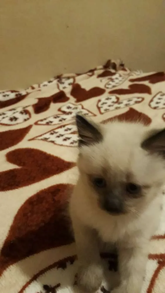 Gato ra a Mistura de siamês  idade Abaixo de 2 meses nome Mimo