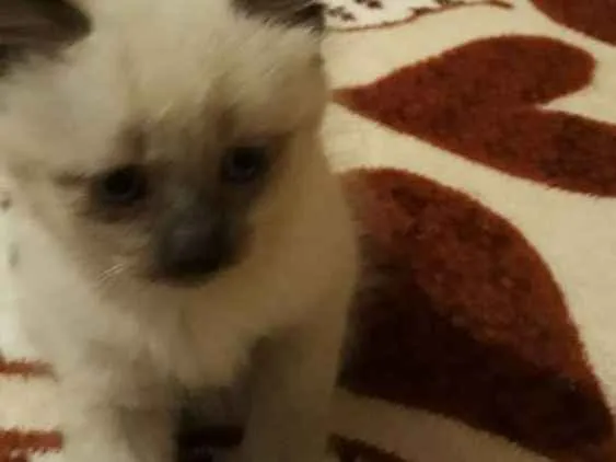 Gato ra a Mistura de siamês  idade Abaixo de 2 meses nome Mimo