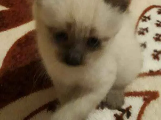 Gato ra a Mistura de siamês  idade Abaixo de 2 meses nome Mimo