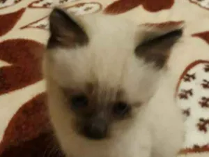 Gato raça Mistura de siamês  idade Abaixo de 2 meses nome Mimo