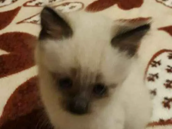 Gato ra a Mistura de siamês  idade Abaixo de 2 meses nome Mimo