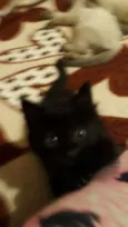 Pantera 