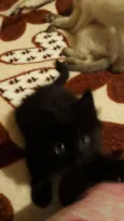 Pantera 