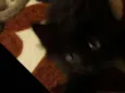 Pantera 
