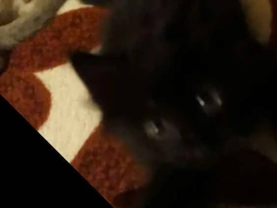 Gato ra a Indefinida  idade  nome Pantera 