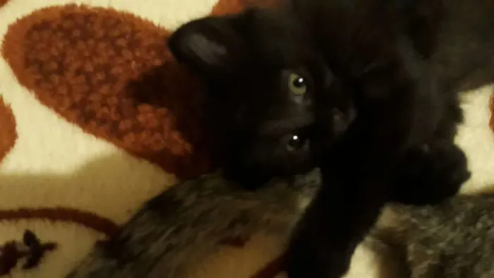 Gato ra a Indefinida  idade  nome Pantera 