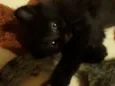 Pantera 