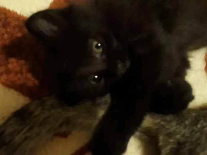 Gato ra a Indefinida  idade  nome Pantera 