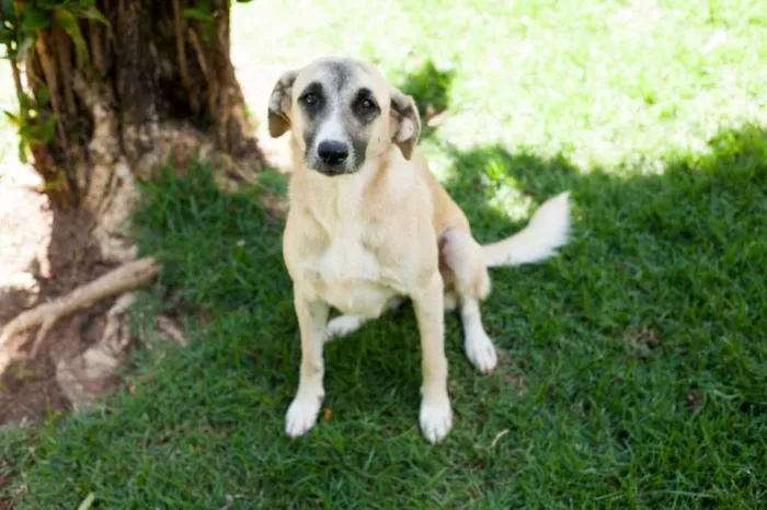Cachorro raça SRD idade 1 ano nome Clarinha