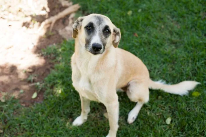 Cachorro raça SRD idade 1 ano nome Clarinha