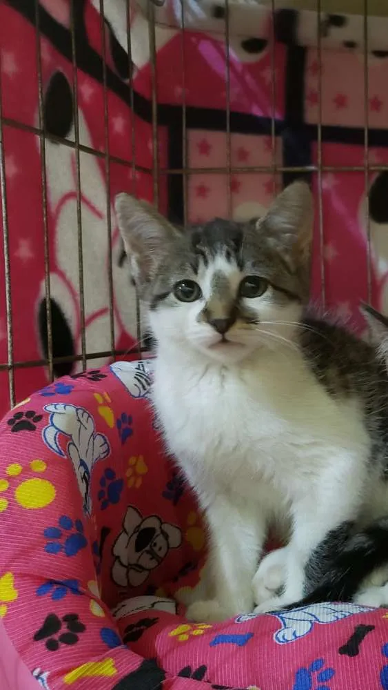Gato ra a Srd idade 2 a 6 meses nome Lisa
