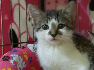 Gato raça Srd idade 2 a 6 meses nome Lisa