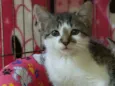 Lisa