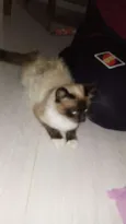 Pipoca