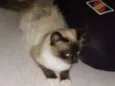 Pipoca