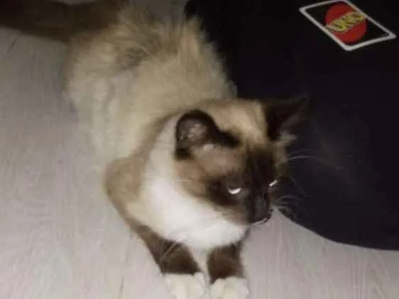 Gato ra a Siamês  idade 2 anos nome Pipoca