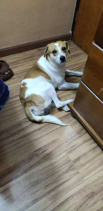Cachorro ra a srd idade 1 ano nome Tricolor
