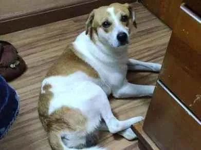 Cachorro ra a srd idade 1 ano nome Tricolor