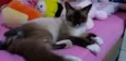 Pipoca