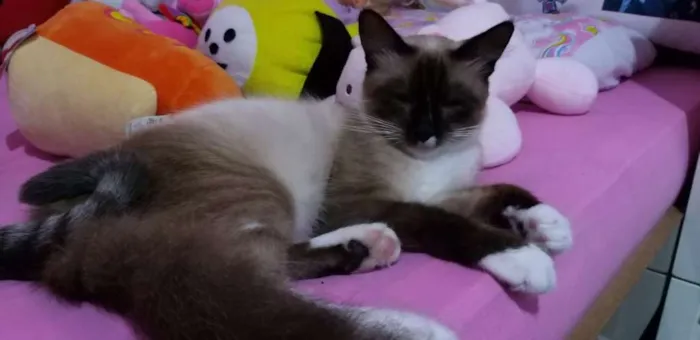 Gato ra a Siamês  idade 2 anos nome Pipoca